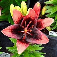 Лілія Азіатська низька Tiny Shadow 14/16