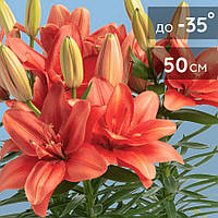 Набір 5 шт Лілія Махрова азіатська низька Pura Amor 12/14