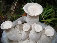 Мицелий Вешенки чаудинский гриб (сухой 100гр)