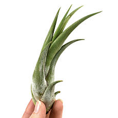 Тіландсія атмосферна Цирсината (Tillandsia Circinata)