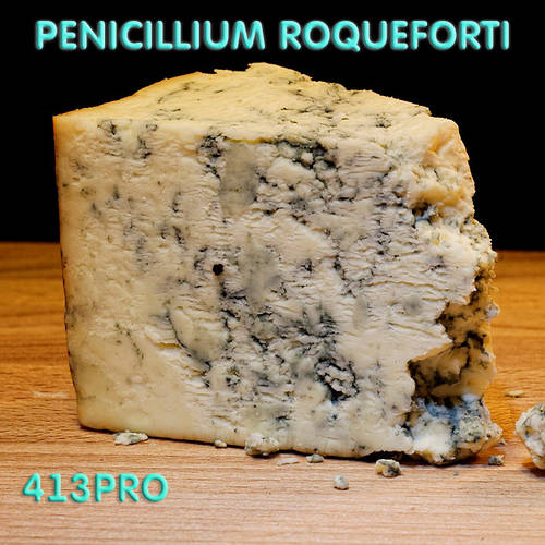 Roqueforti penicillium Pencillium Roqueforti