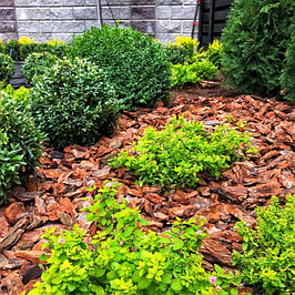 Кора соснова