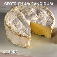 Закваска Geotrichum Candidum ЧИЗПРО 100 (10 шт. Х 10 л) для сиру з білою цвіллю