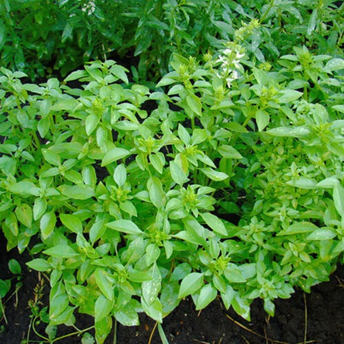 Насіння Базиліка Лимонний (3г), фото 1