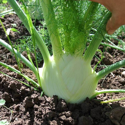 Насіння Фенхель Зефір (1г), фото 1