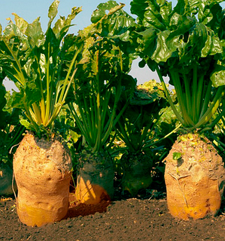 Буряк Урсус Полі 0,3 кг, жовтий кормовий (ГН)