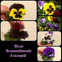 🌺Віола великоквіткова, 5 кольорів 🌺