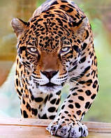 Набір для творчості алмазна картина Суворий леопард Strateg розміром 40х50 см (SK85988)