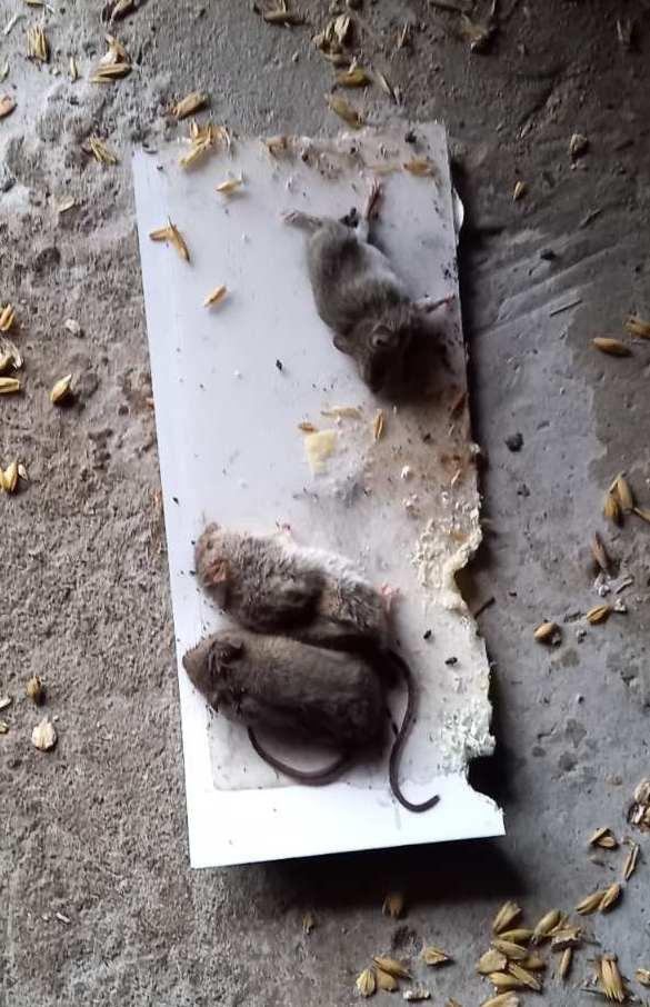 Клеевая ловушка для крыс, мышей, грызунов - фото 6 - id-p40346347