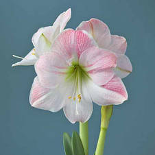 Гіппеаструм махровий Apple Blossom (Епл Блоссом) 1 цибулина 24/26, фото 3