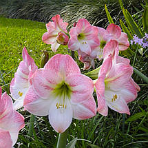 Гіппеаструм махровий Apple Blossom (Епл Блоссом) 1 цибулина 24/26, фото 5