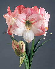 Гіппеаструм махровий Apple Blossom (Епл Блоссом) 1 цибулина 24/26, фото 6