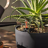 Субстрат Lechuza BasicPON 6 л для чутливих рослин (Лечуза, Німеччина), фото 8