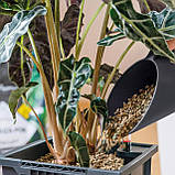 Субстрат Lechuza BasicPON 6 л для чутливих рослин (Лечуза, Німеччина), фото 9