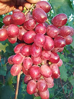 Виноград ярко-розовый "Мирби" (кишмиш)