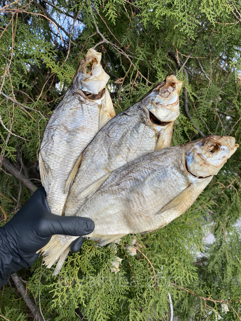Лещ морський з ікрою Казахстан