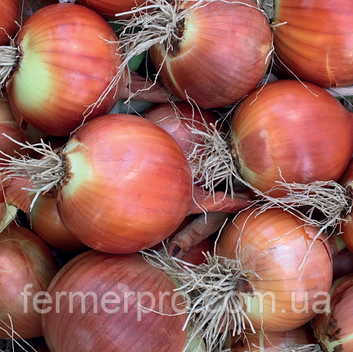 Насіння цибулі Империос F1, 100000 насінин, Lark seeds, фото 1