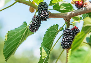 Плакуча Шовковиця на штамбі "Morus Pendula" висота штамба 150+ см, фото 2