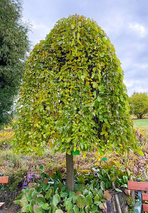 Плакуча Шовковиця на штамбі "Morus Pendula" висота штамба 150+ см, фото 3