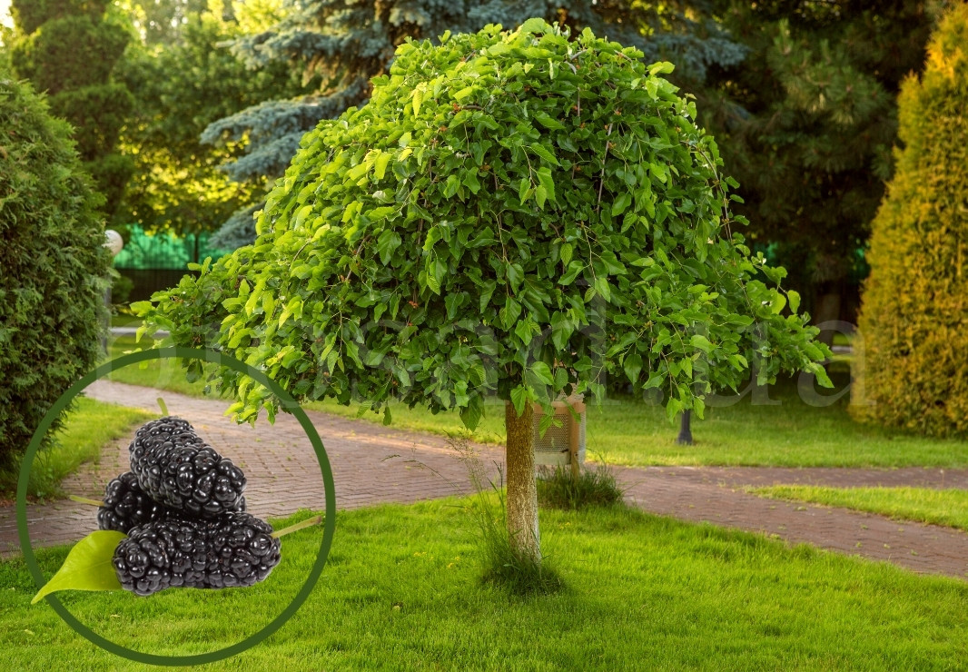 Плакуча Шовковиця на штамбі "Morus Pendula" висота штамба 150+ см