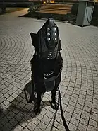 Dingo Gear Шкіряний посилений тактичний намордник для патрулювання та тренувань №2 (S03032), фото 5