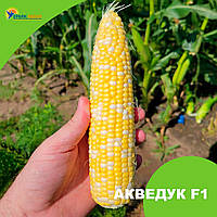 Семена кукурузы Акведук F1, 2500 семян, Lark seeds,