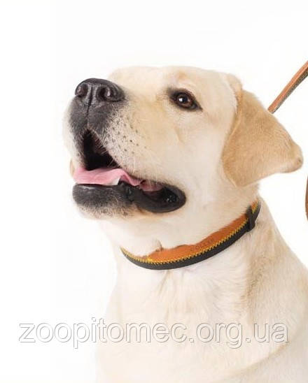 Нашийник одинарний шир.35 мм, довжина 48-63 см collar