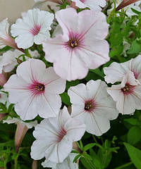 Петунія Vista Silverberry біло-рожева d24см
