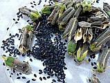 Чорний кунжут для пророщування, органічне насіння кунжуту 50 г, фото 4