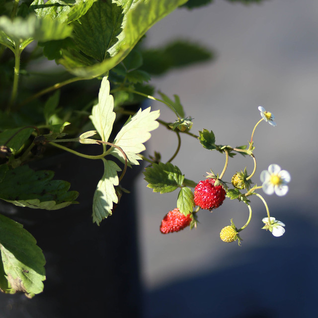 суниця, суниця купити, суниці, саджанці суниці, купити саджанці суниці, суниця ціна, розсада суниці, купити суницю, купити суницю ремонтантну, купити саджанці суниці садової, суниця саджанці купити, суниця ціна за кг, суниця ремонтантна купити, саджанці суниці купити, суниця лісова купити розсада, купити розсаду суниці, розсада суниці купити, суниці садові, суниця розсада, як виглядає суниця