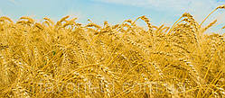 Озима пшениця Золотоколоса