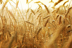 Десиканти для пшениці