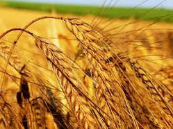 Інсектициди для пшениці