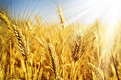 Фунгіциди для пшениці