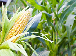 Фунгіциди для кукурудзи