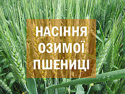 Насіння озимої пшениці КУБУС - KWS SAAT AG