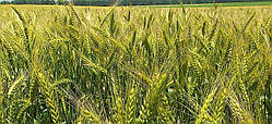 Насіння озимої пшениці "Берегиня Миронівська"