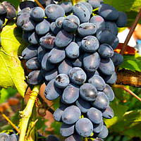 Виноград "Торнадо"