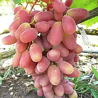 Виноград "Нащадок Різамата" (дуже ранній термін дозрівання)