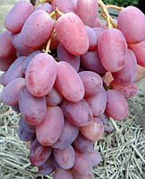 Виноград "Віктор" (ранній термін дозрівання)