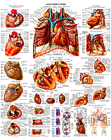 Плакат Анатомія серця 67*86см
