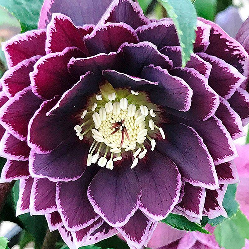 Морозник Double Aubergine White Edge (Махровий баклажан с білим краем )