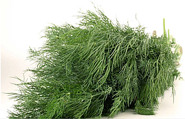 Насіння кропу Анет, 50 гр., кущового, Leda