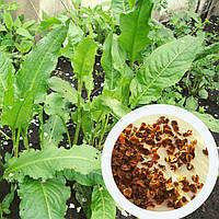 Шпинат Утеуша щавнат насіння 0,5 гр. (прибл. 100 шт) гібрид щавлю і шпинату