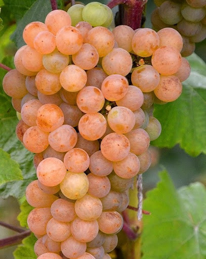 Виноград "Платовський" (дуже ранній, винний), фото 1