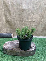 Сосна горная Rovinsky Garden Мугус Pinus mugo Mughus, высота 15-25см, объем горшка 3л