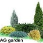 AG garden - приватний розплідник рослин