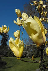 Магнолія Yellow Lantern 2 річна, Магнолия гибридная Еллоу Лантерн, Magnolia Yellow Lantern, фото 4