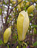 Магнолія Yellow Lantern 2 річна, Магнолия гибридная Еллоу Лантерн, Magnolia Yellow Lantern, фото 8