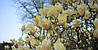 Магнолія Yellow Lantern 2 річна, Магнолия гибридная Еллоу Лантерн, Magnolia Yellow Lantern, фото 9